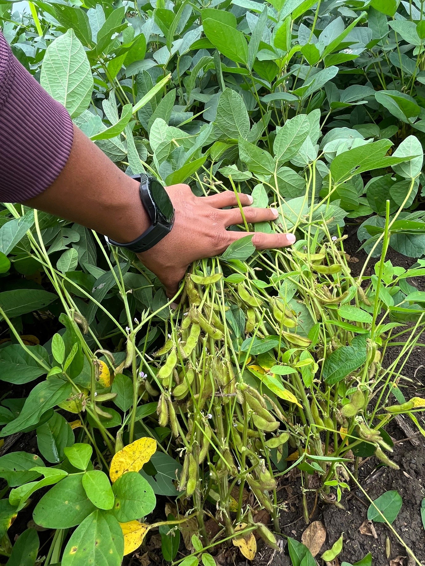 Field Visit 1