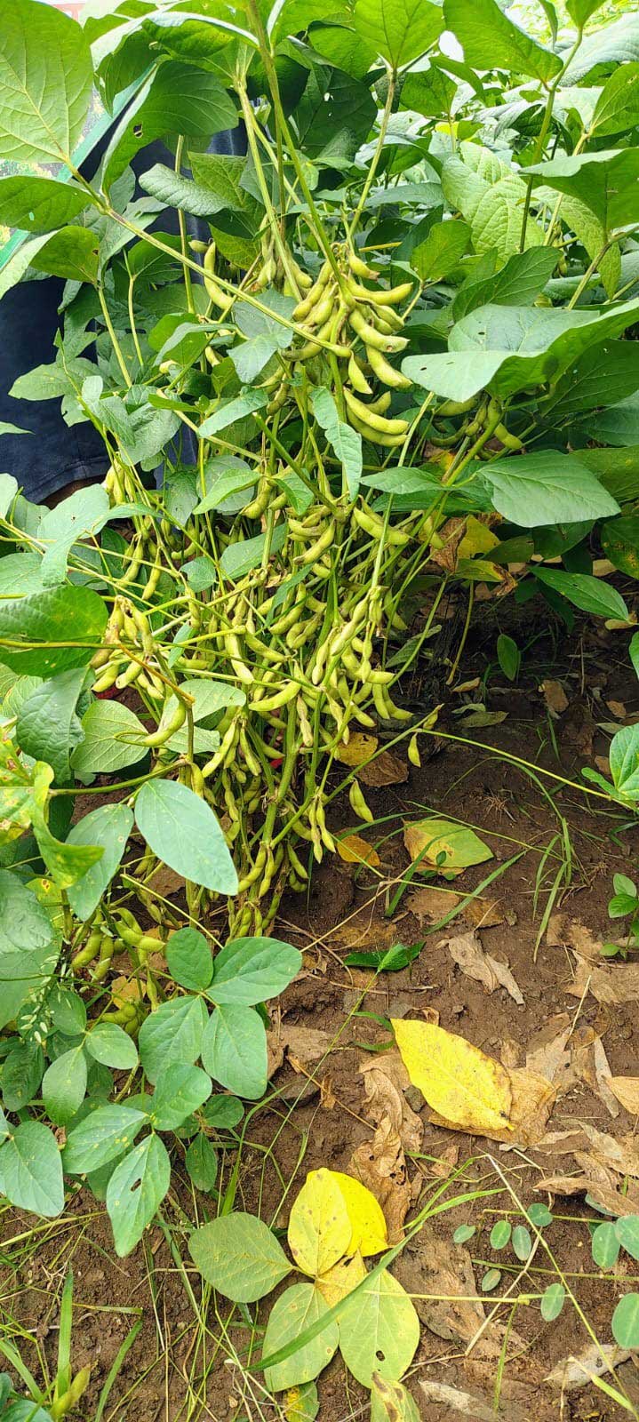 Field Visit 1