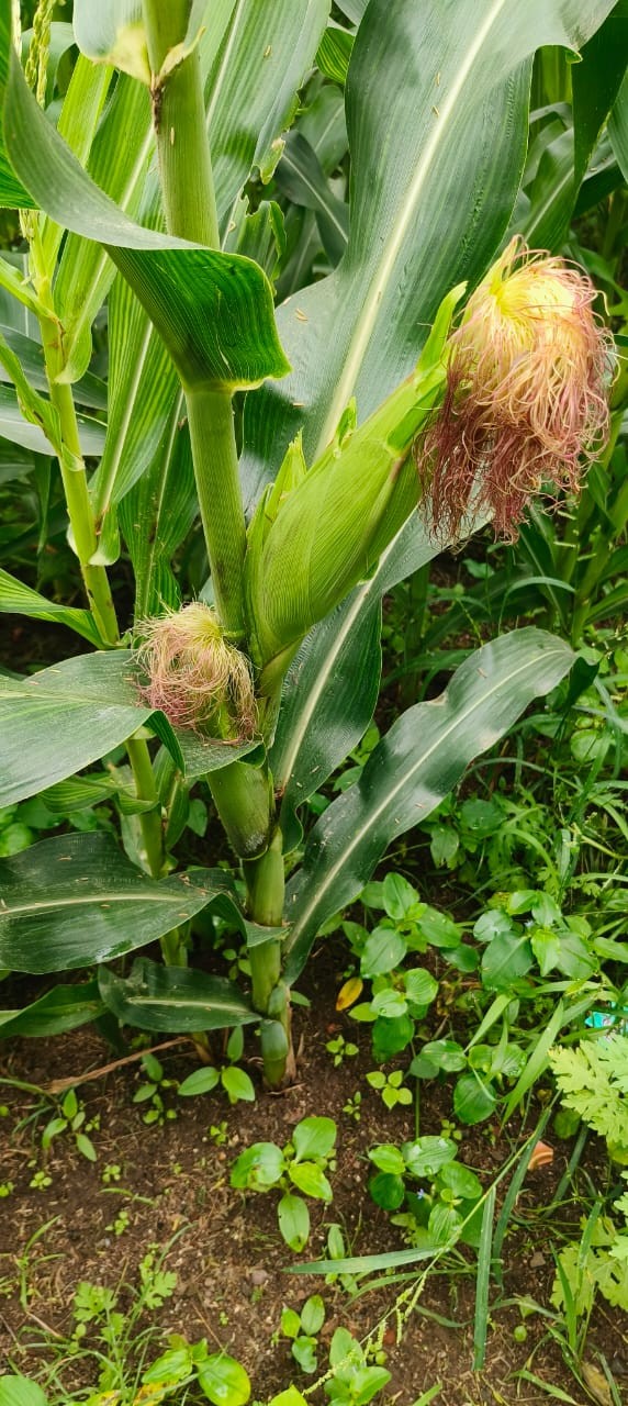 Field Visit 2