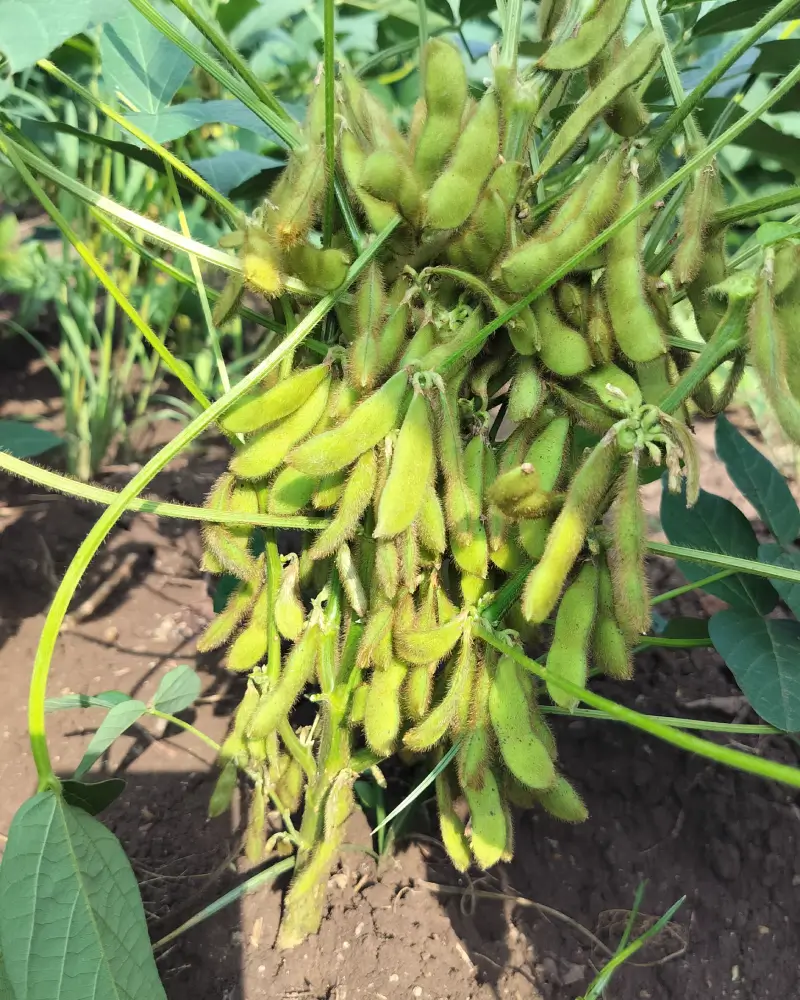 Field Visit 3