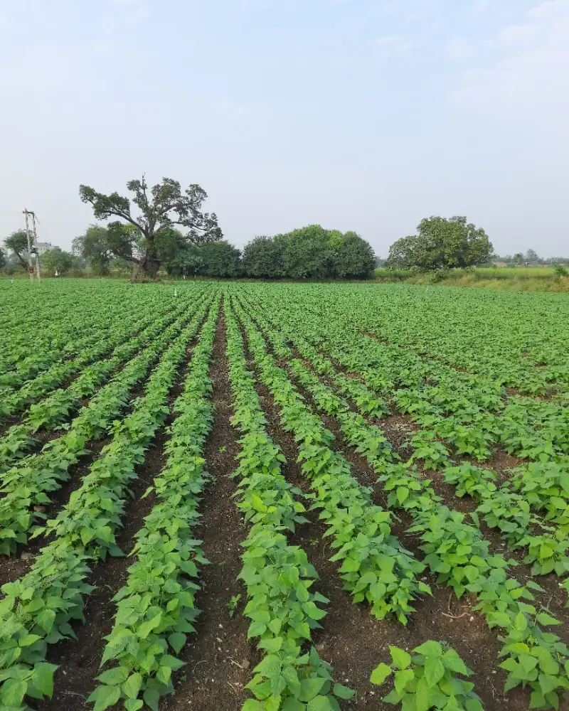 Field Visit 3
