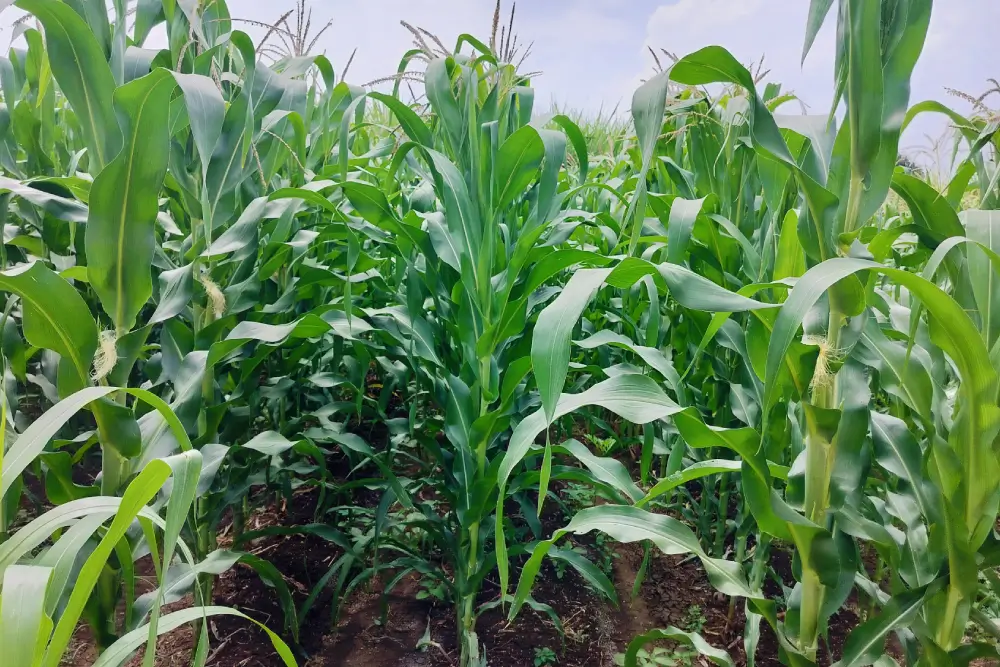 Field Visit 3
